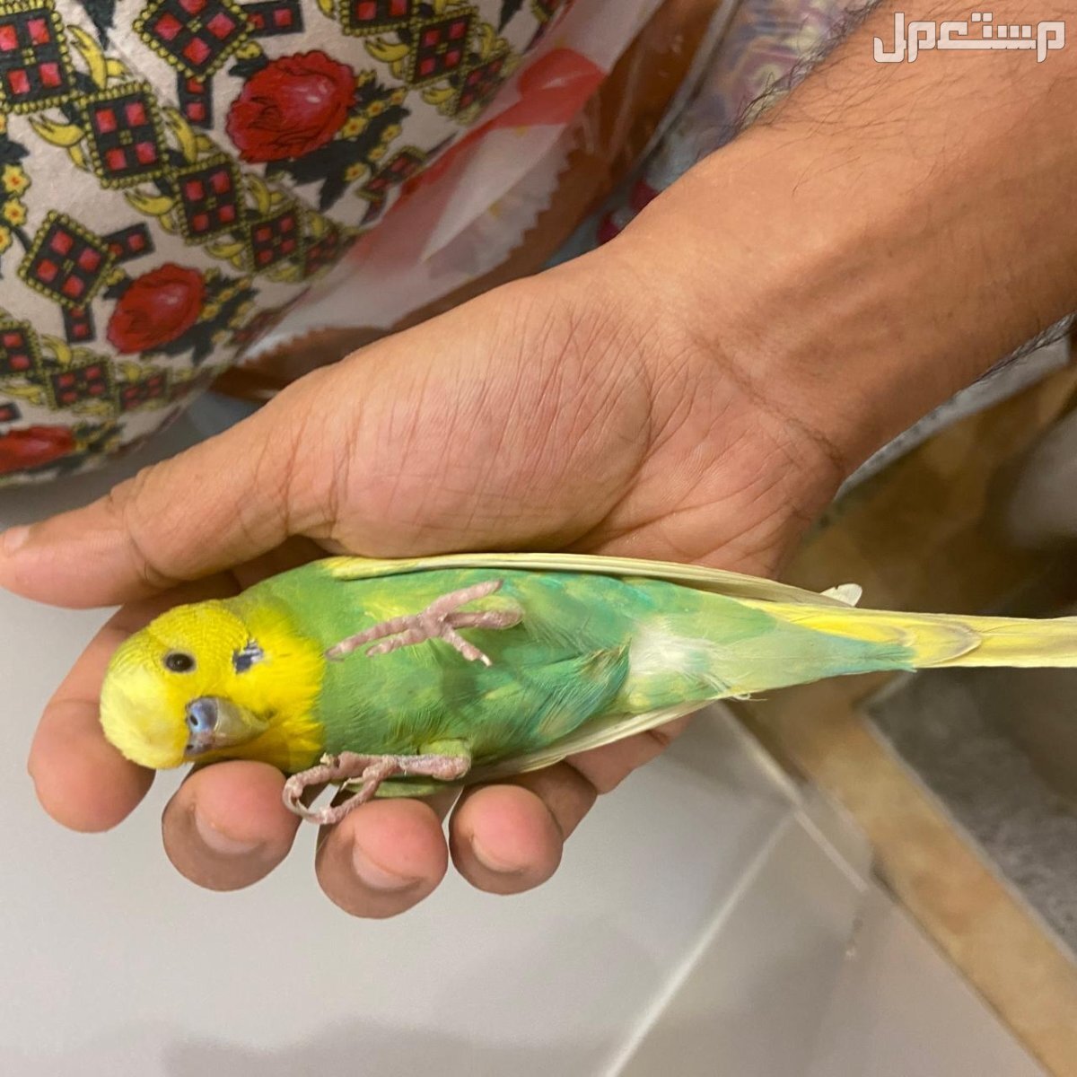 ذكر بادجي أليف