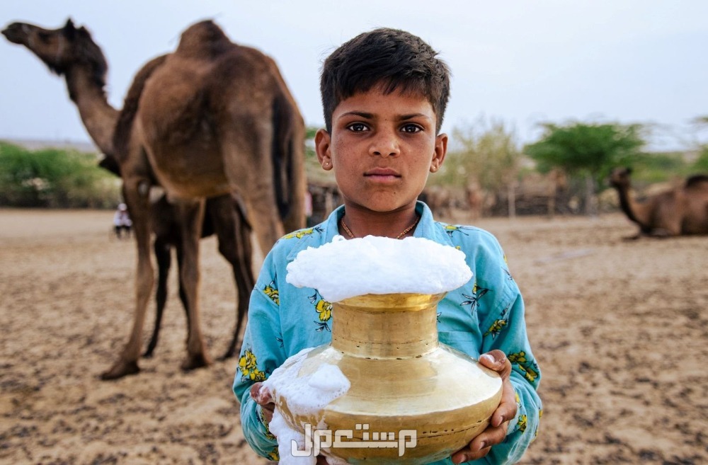 فوائد وأضرار شرب حليب الإبل وأفضل وقت تناوله فوائد حليب الإبل