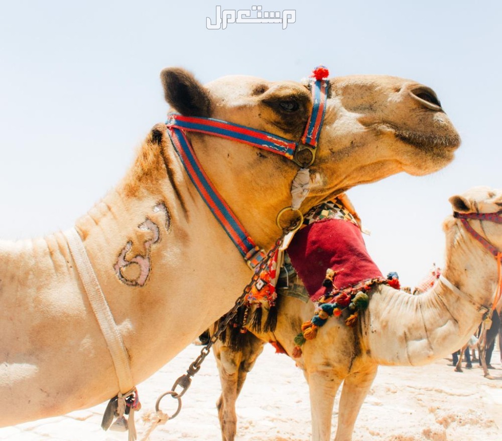 فوائد وأضرار شرب حليب الإبل وأفضل وقت تناوله شرب حليب الإبل وأفضل وقت تناوله