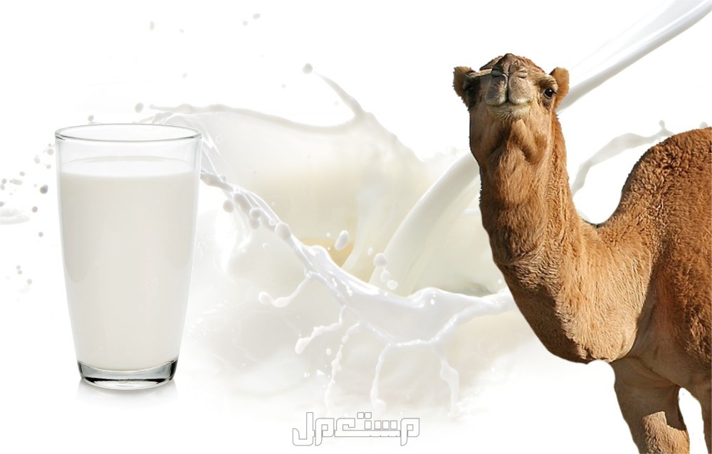 فوائد وأضرار شرب حليب الإبل وأفضل وقت تناوله أضرار وتحذيرات شرب حليب الإبل