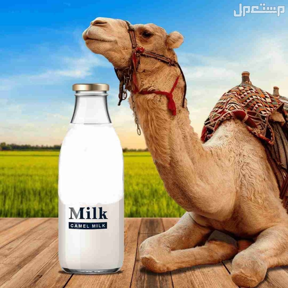 فوائد وأضرار شرب حليب الإبل وأفضل وقت تناوله فوائد وأضرار شرب حليب الإبل