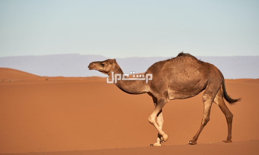 فوائد وأضرار شرب حليب الإبل وأفضل وقت تناوله أضرار شرب حليب الإبل