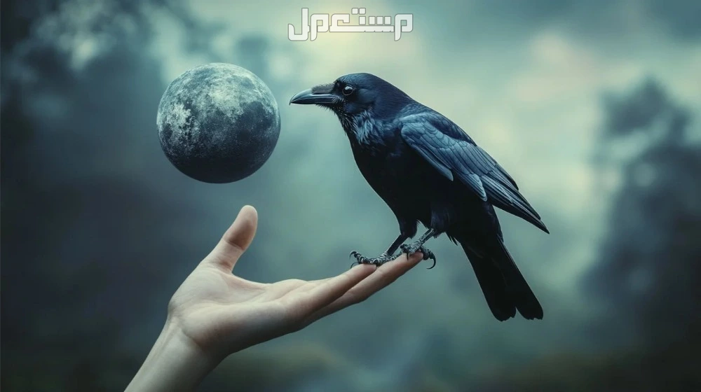 تفسير حلم الغراب في المنام للعزباء والمتزوجة تفسير حلم الغراب للحامل