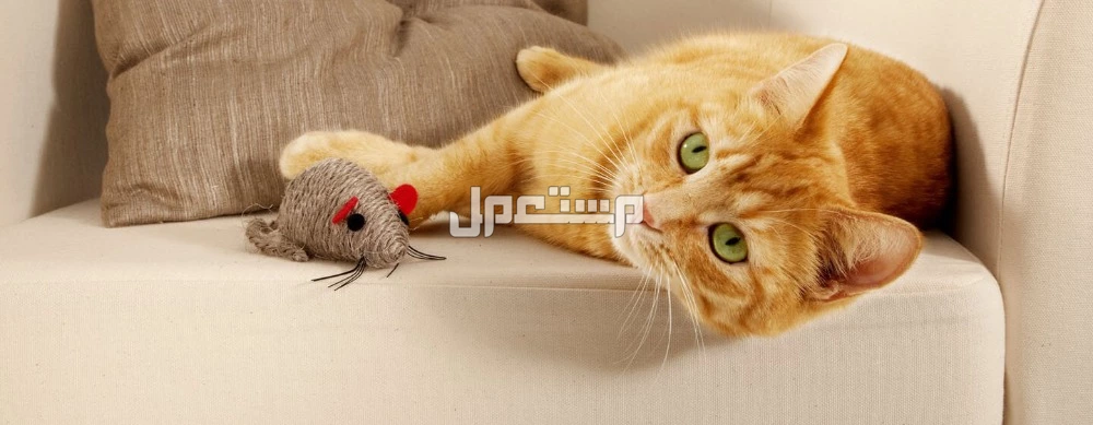 جميع مستلزمات القطط بالصور والاسعار جميع مستلزمات القطط