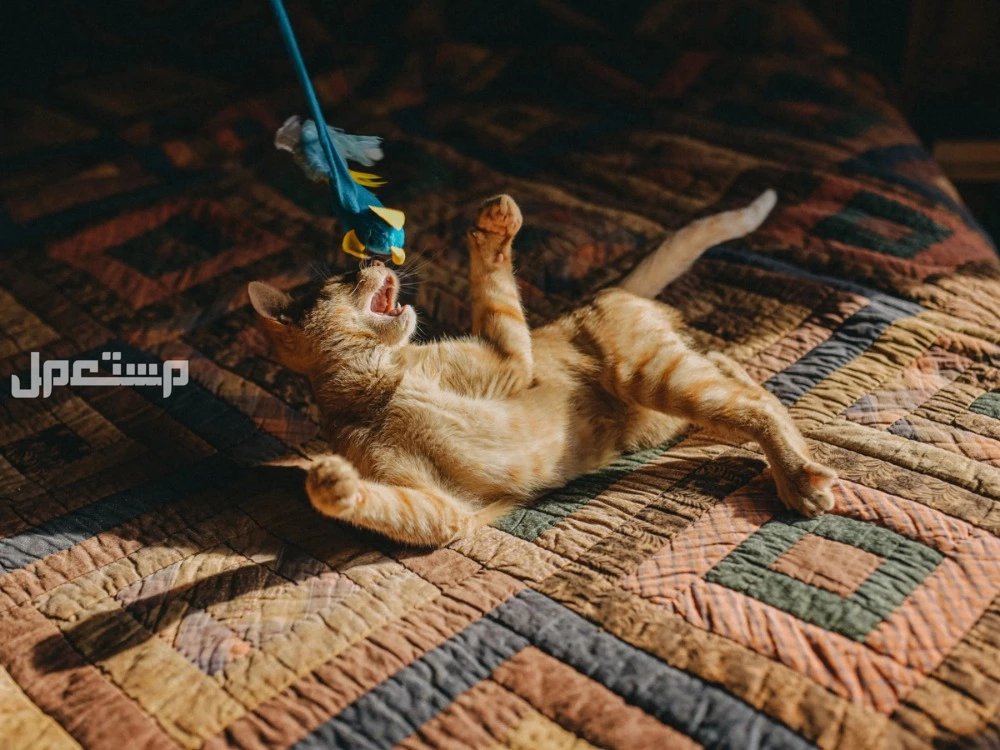 جميع مستلزمات القطط بالصور والاسعار ألعاب للقطط