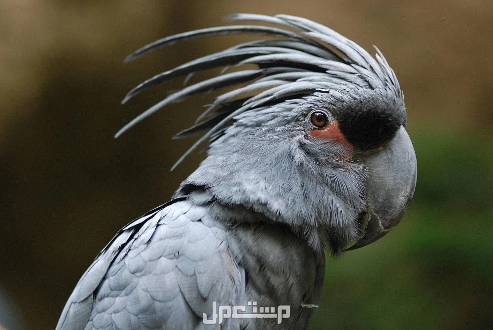أفضل أنواع الكروان واسعارها بالريال السعودي.. قائمة مفصلة أفضل أنواع الكروان واسعارها بالريال السعودي.. قائمة مفصلة