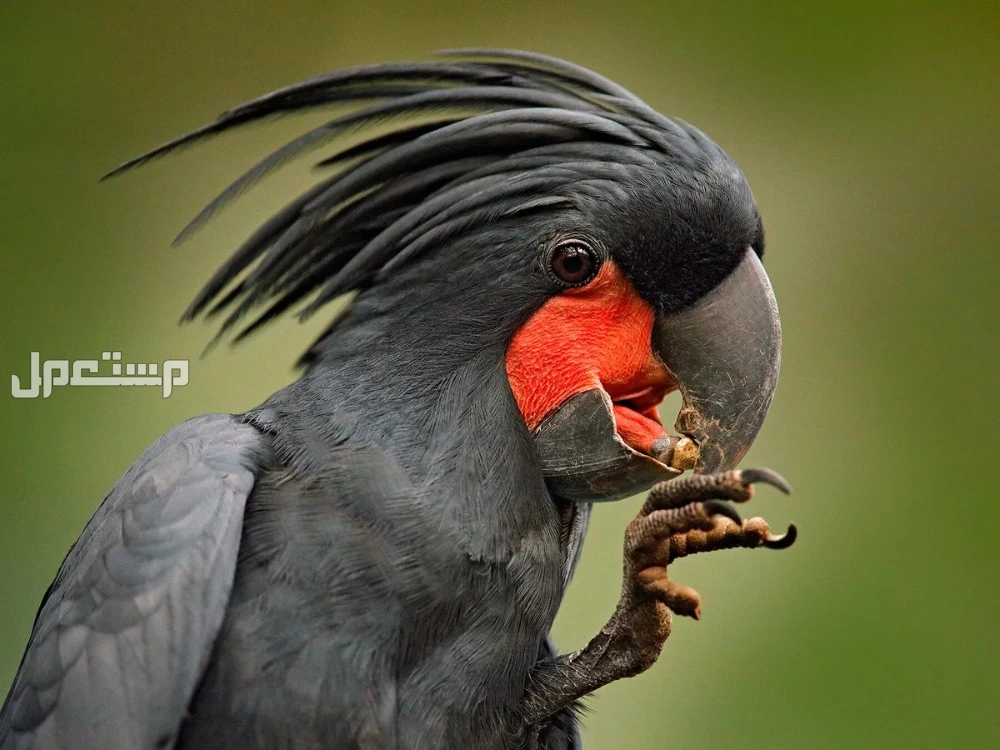 أفضل أنواع الكروان واسعارها بالريال السعودي.. قائمة مفصلة طعام ببغاء الكروان