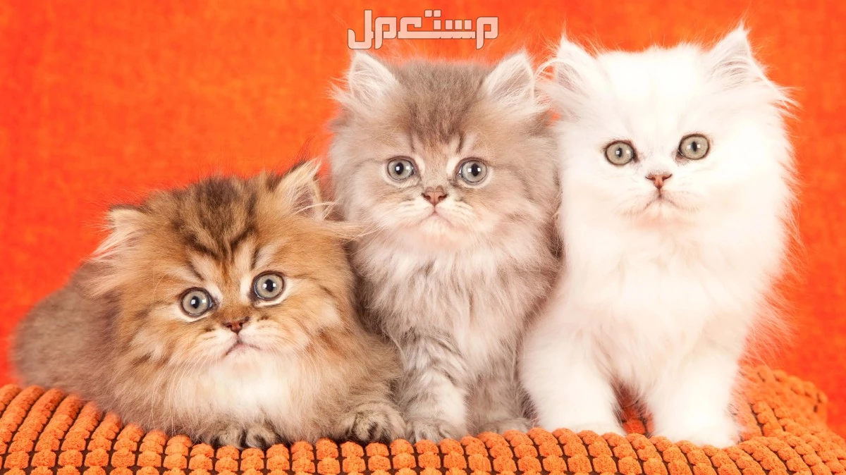 مواصفات القط الشيرازي الأصلي واشكاله بالصور.. وهذه طريقة العناية بها كيفية رعاية القط الشيرازي