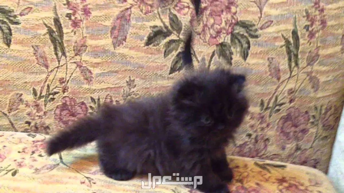 مواصفات القط الشيرازي الأصلي واشكاله بالصور.. وهذه طريقة العناية بها قط الهاف بيكي