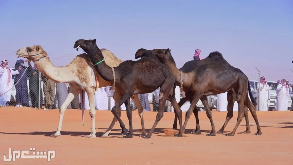 أجمل عبارات وشعر عن الإبل بالفصحى في السعودية أجمل عبارات وشعر عن الإبل بالفصحى