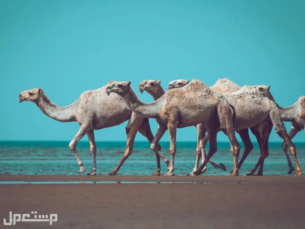 أجمل عبارات وشعر عن الإبل بالفصحى في السعودية أهمية الإبل في الشعر العربي