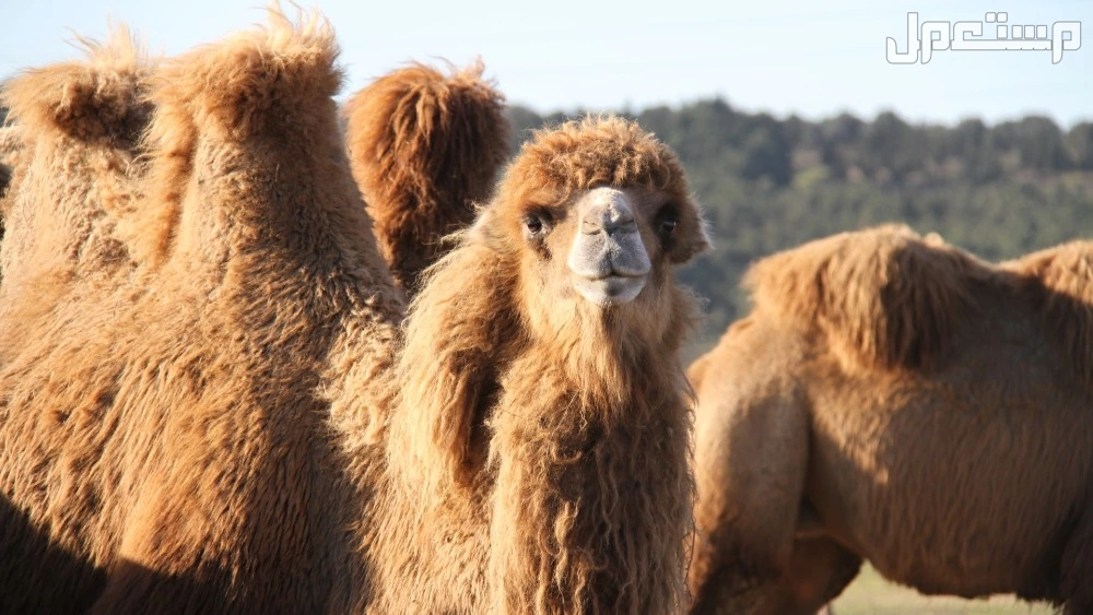 أجمل عبارات وشعر عن الإبل بالفصحى في السعودية أمثلة من الشعر عن الإبل