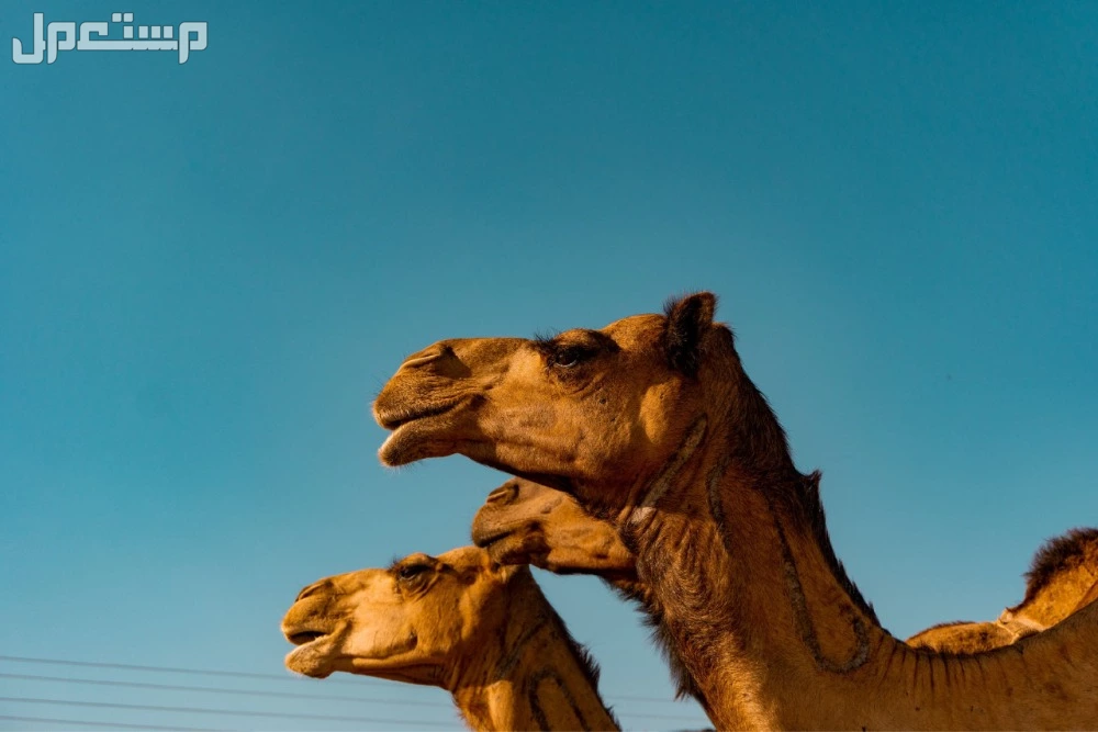 أجمل عبارات وشعر عن الإبل بالفصحى في السعودية صفات سفينة الصحراء