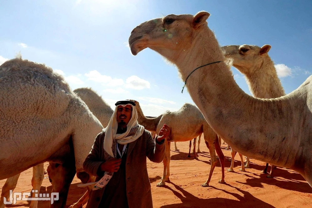 أجمل عبارات وشعر عن الإبل بالفصحى في السعودية أجمل عبارات وامثال عن الابل