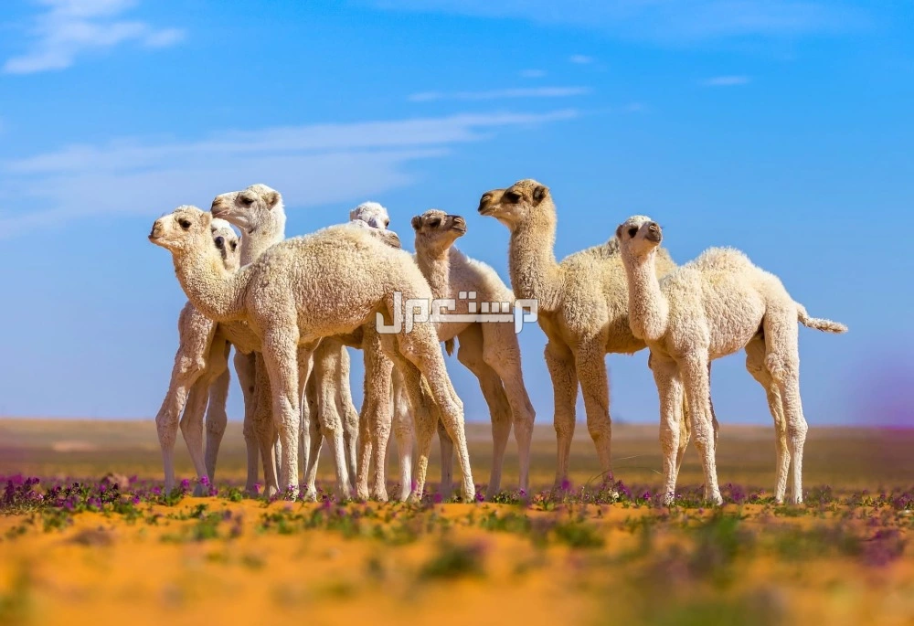 أجمل عبارات وشعر عن الإبل بالفصحى في السعودية عبارات وامثال عن الابل