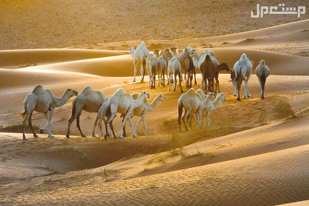 أجمل عبارات وشعر عن الإبل بالفصحى في السعودية أهمية الإبل