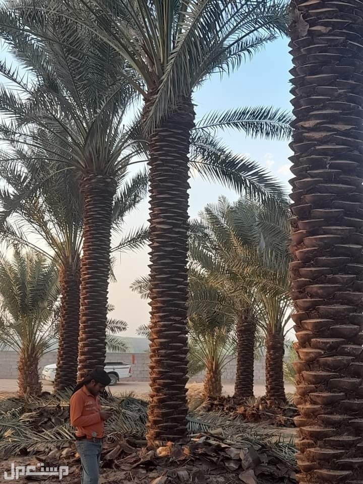 نخل للبيع بجميع انواعه ومقاساته