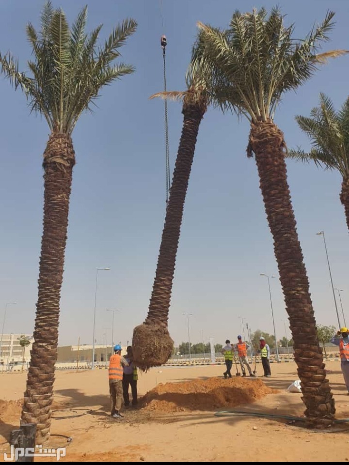 نخل للبيع بجميع انواعه ومقاساته