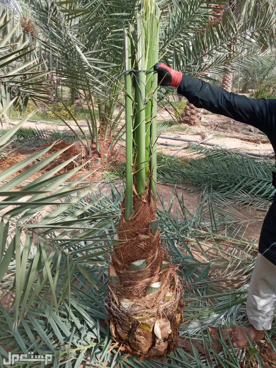 نخل للبيع بجميع انواعه ومقاساته