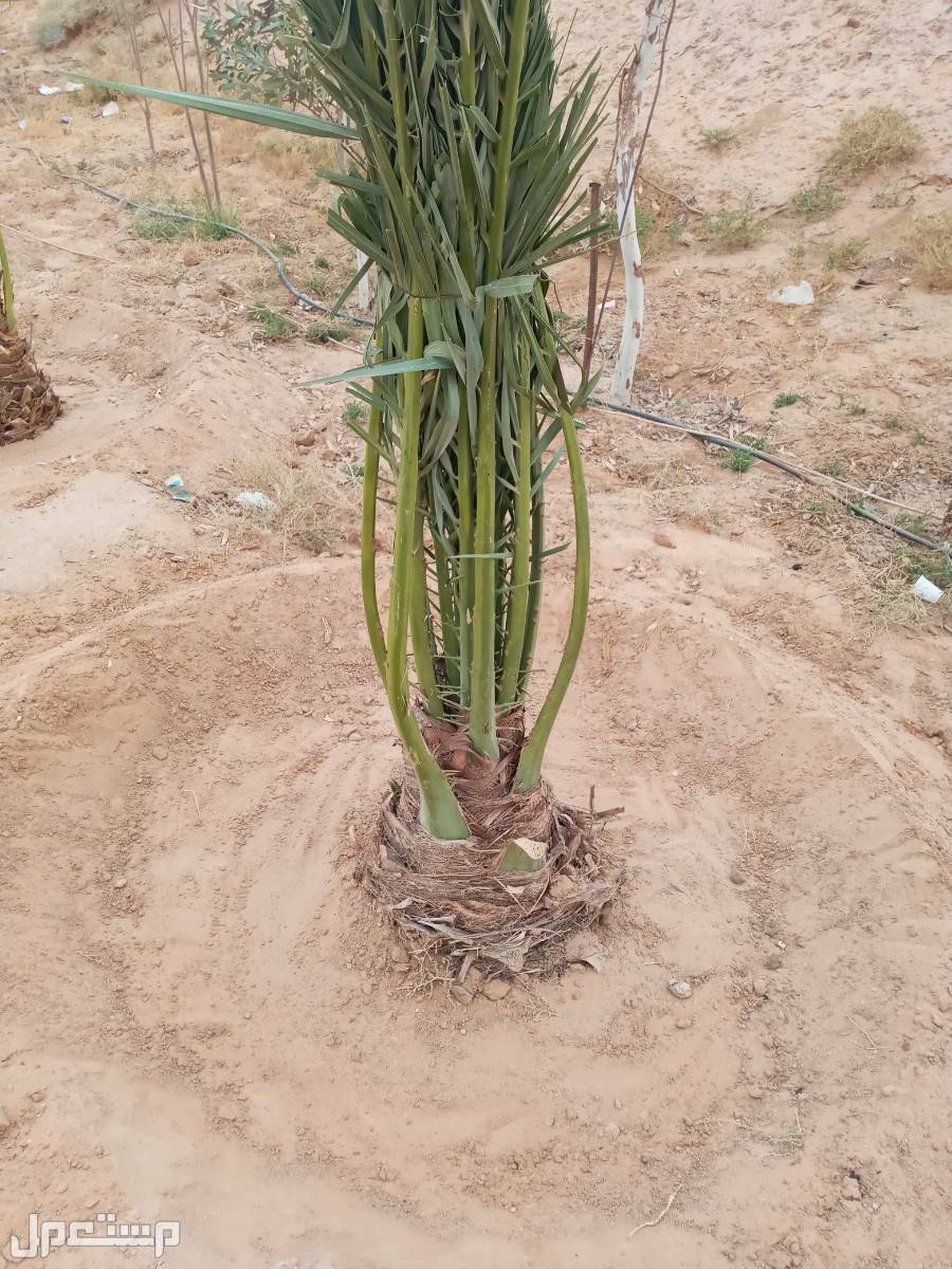 نخل للبيع بجميع انواعه ومقاساته