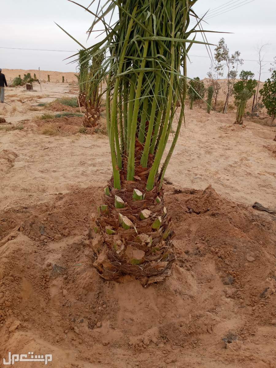 نخل للبيع بجميع انواعه ومقاساته