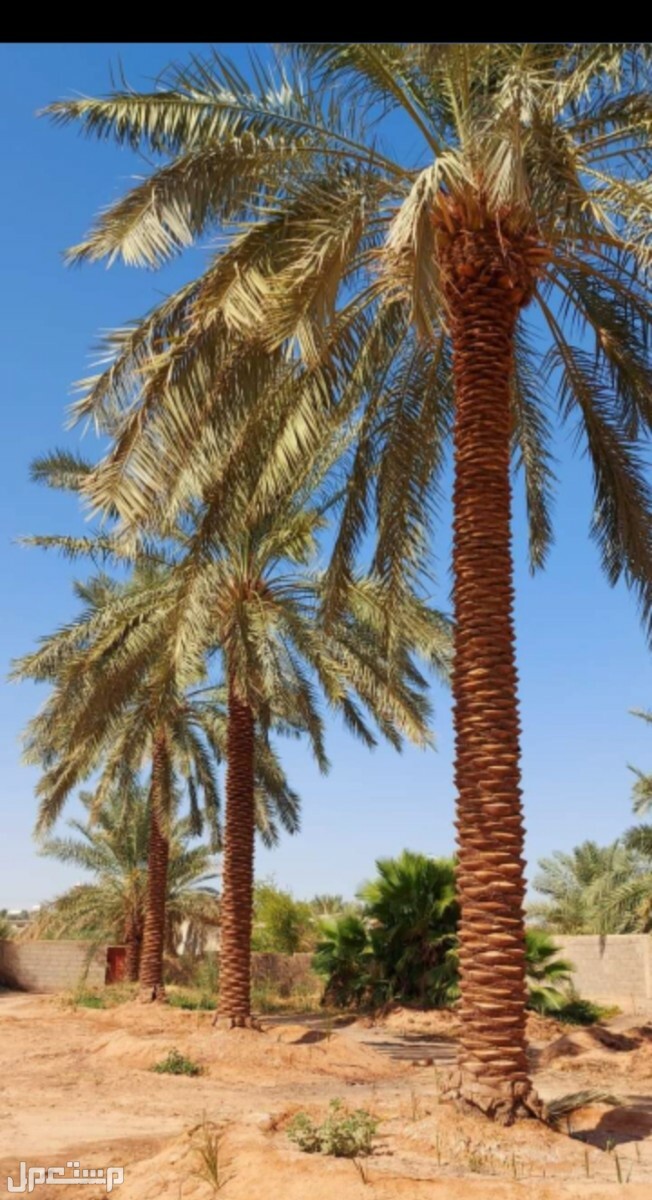 نخل للبيع بجميع انواعه ومقاساته