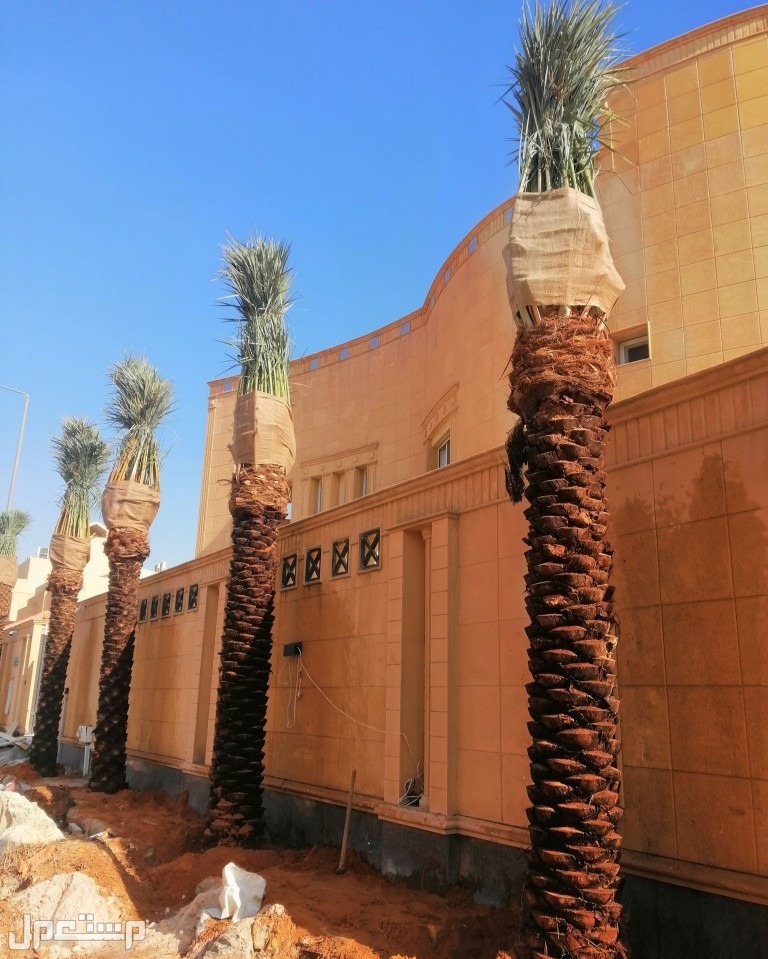 نخل للبيع بجميع انواعه ومقاساته مع اتوصيل إلى جميع مناطق المملكة
