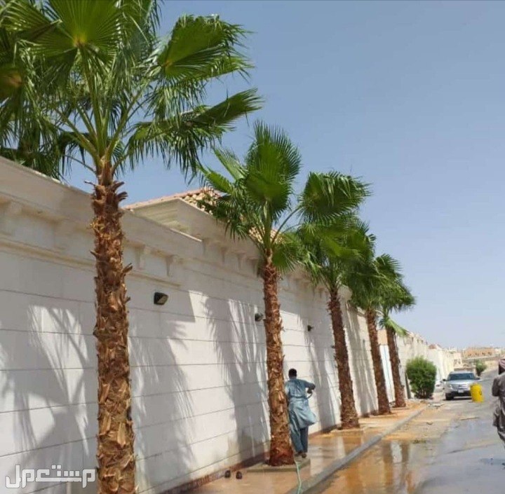 نخل للبيع بجميع انواعه ومقاساته مع اتوصيل إلى جميع مناطق المملكة