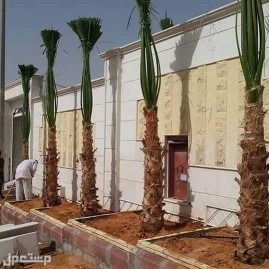 نخل للبيع بجميع انواعه ومقاساته مع اتوصيل إلى جميع مناطق المملكة