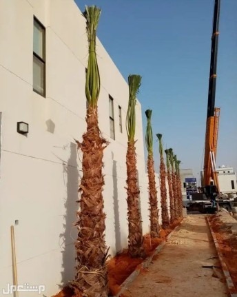 نخل للبيع بجميع انواعه ومقاساته مع اتوصيل إلى جميع مناطق المملكة