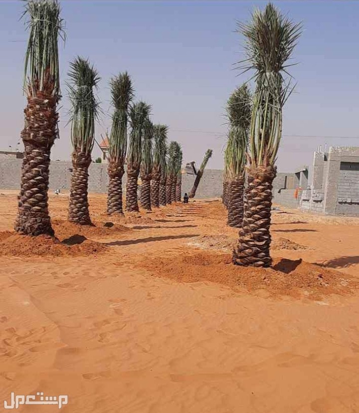 نخل للبيع بجميع انواعه ومقاساته مع اتوصيل إلى جميع مناطق المملكة