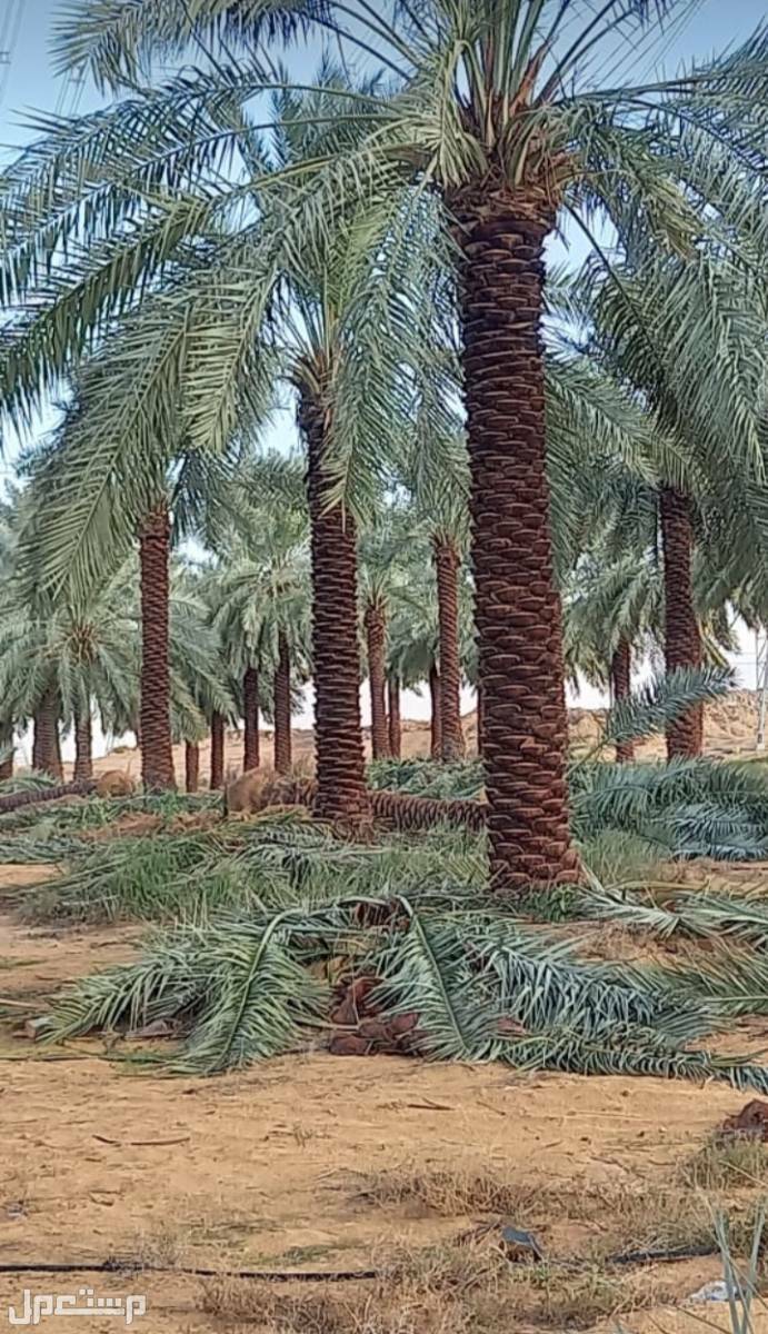 نخل للبيع بجميع انواعه ومقاساته مع اتوصيل إلى جميع مناطق المملكة