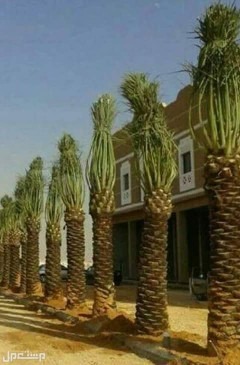 نخل للبيع بجميع انواعه ومقاساته مع اتوصيل إلى جميع مناطق المملكة