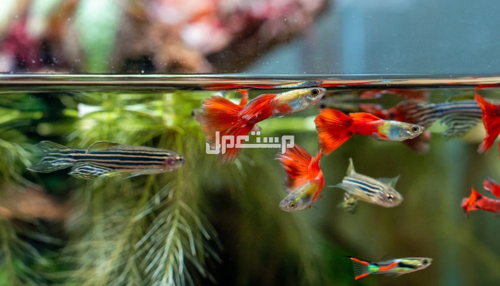 افضل انواع احواض السمك المنزلية.. الخصائص والمميزات افضل انواع احواض السمك المنزلية.. الخصائص والمميزات