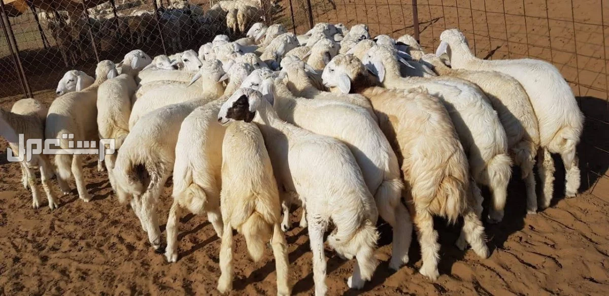 طليان ورخال حريه العدد40 طليان 25 ورخال 15  في بلجراشى