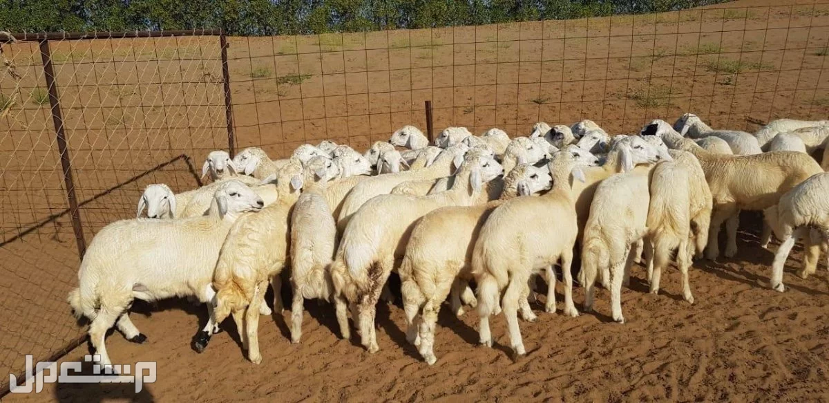 طليان ورخال حريه العدد40 طليان 25 ورخال 15  في بلجراشى