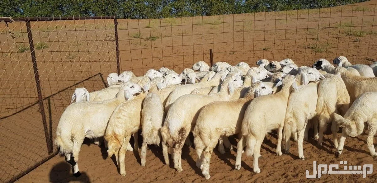 طليان ورخال حريه العدد40 طليان 25 ورخال 15  في بلجراشى