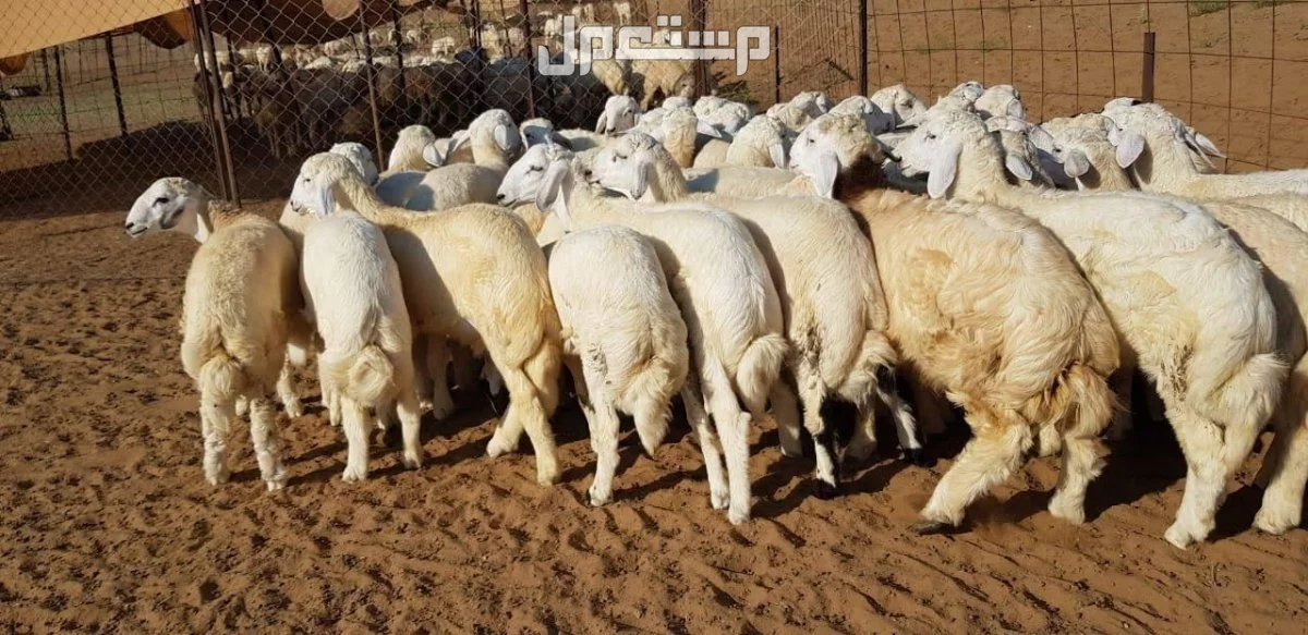 طليان ورخال حريه العدد40 طليان 25 ورخال 15  في بلجراشى