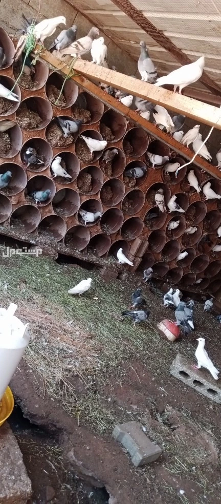 حمام جاهز متنوع  في عيون الجواء