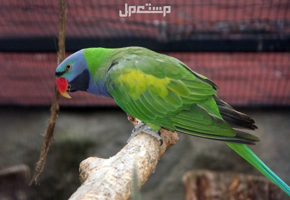 تعرف على أرخص أنواع الببغاء بالصور والاسماء تعرف على أرخص أنواع الببغاء بالصور والاسماء