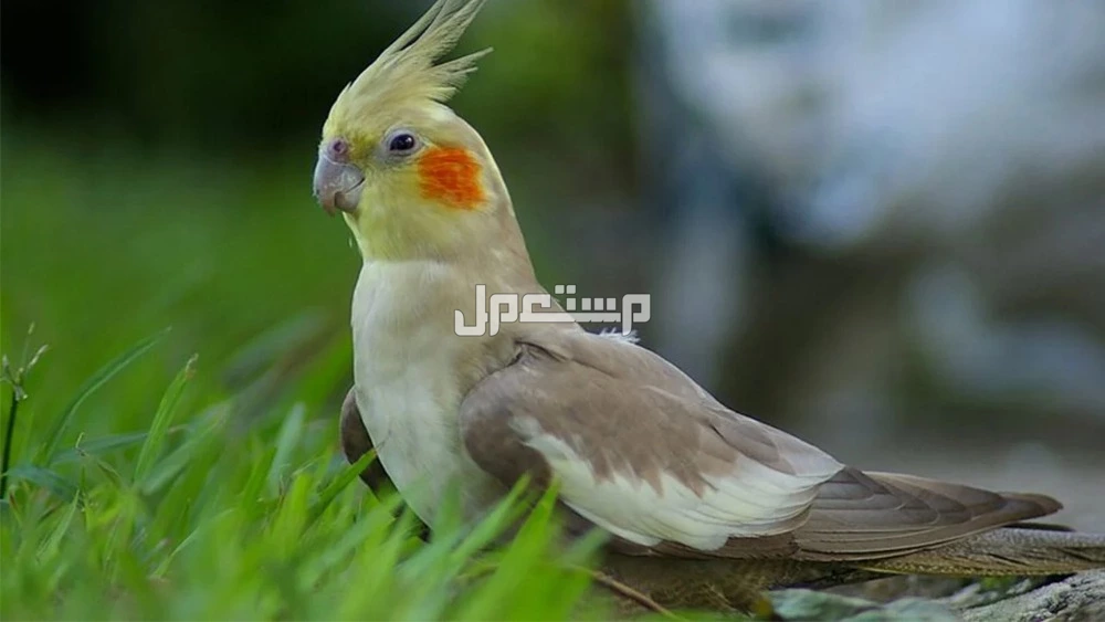 تعرف على أرخص أنواع الببغاء بالصور والاسماء تعرف على أرخص أنواع الببغاء بالصور والاسماء
