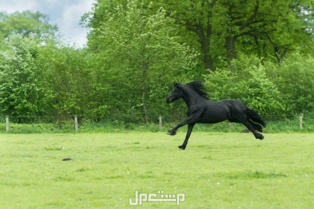 تفسير حلم الحصان الأسود للرجل والمرأة في المنام.. هل دليل على الطموح والقوة؟ تفسير حلم الحصان الأسود للرجل والمرأة