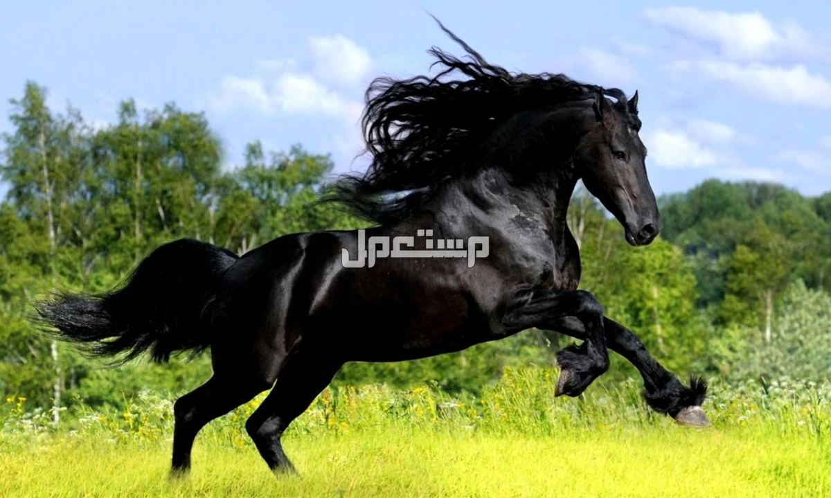 تفسير حلم الحصان الأسود للرجل والمرأة في المنام.. هل دليل على الطموح والقوة؟ تفسير حلم الحصان الأسود في المنام للنابلسي