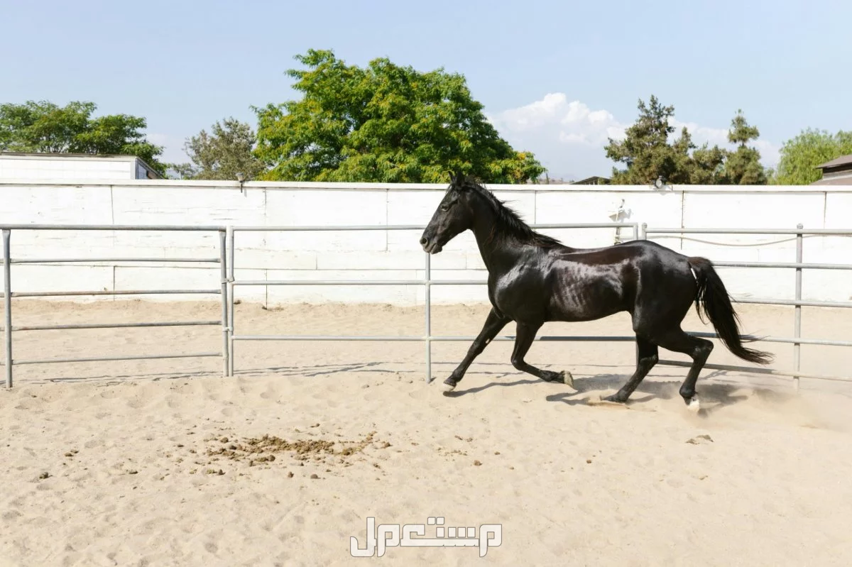 تفسير حلم الحصان الأسود للرجل والمرأة في المنام.. هل دليل على الطموح والقوة؟ تفسير حلم الحصان الأسود لابن سيرين