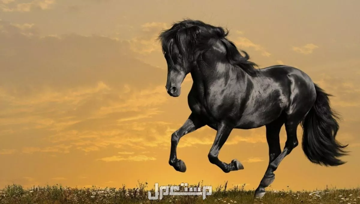تفسير حلم الحصان الأسود للرجل والمرأة في المنام.. هل دليل على الطموح والقوة؟ تفسير حلم الحصان الأسود في المنام للفتاة العزباء