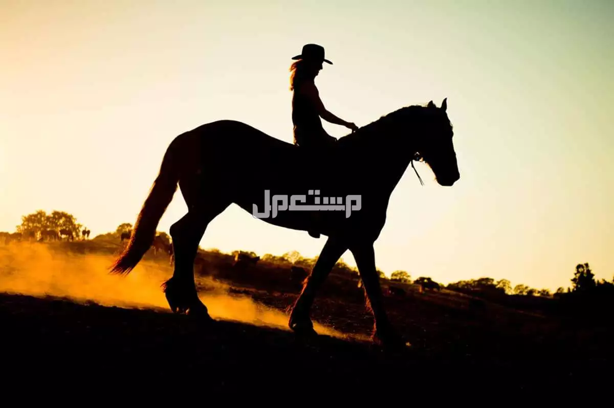 تفسير حلم الحصان الأسود للرجل والمرأة في المنام.. هل دليل على الطموح والقوة؟ تفسير حلم الحصان الأسود في المنام للمرأة المتزوجة