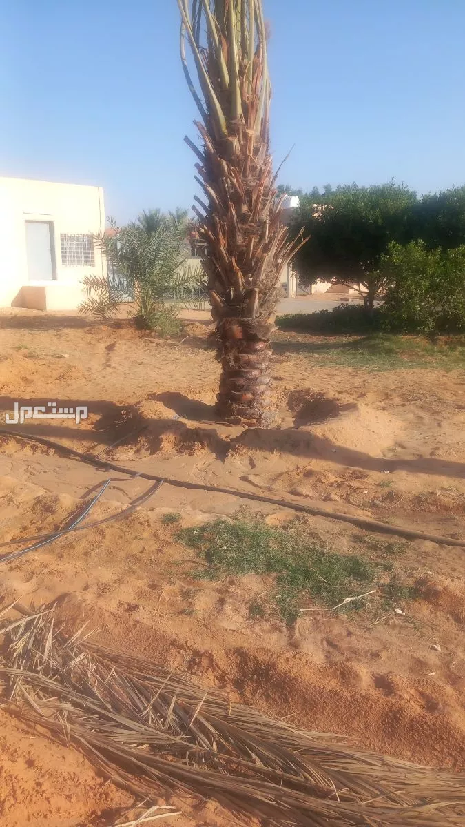 الرياض  الدرعيه اشكال وانواع الشبوك السعر 50ريال سعودي