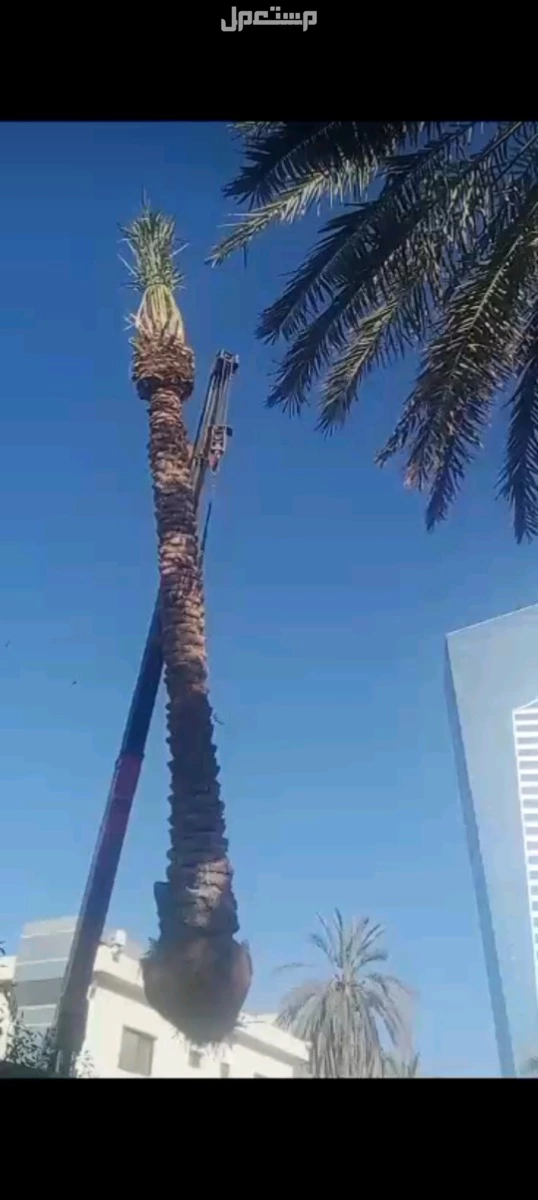 الرياض  الدرعيه اشكال وانواع الشبوك السعر 50ريال سعودي