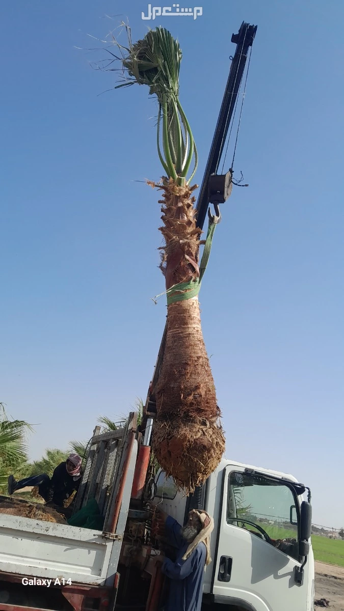 نخيل واشنطني زينه  في الخرج للبيع جميع المقاسات متوفره وبسعر مناسب جدا