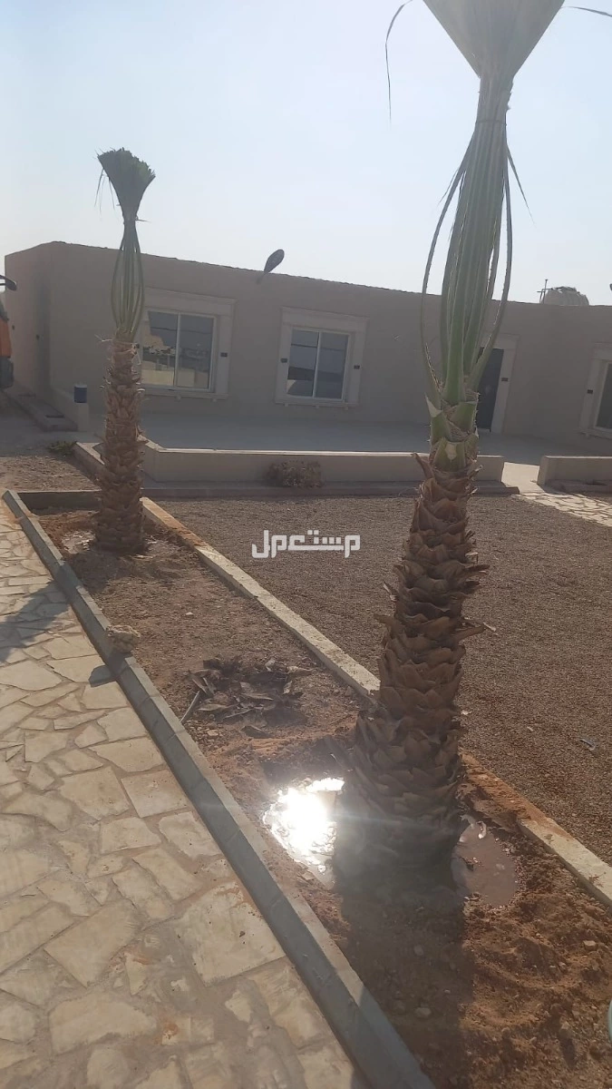 نخيل واشنطني زينه  في الخرج للبيع جميع المقاسات متوفره وبسعر مناسب جدا
